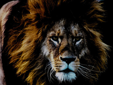 Un lion évaluant soigneusement sa proie avant d'attaquer