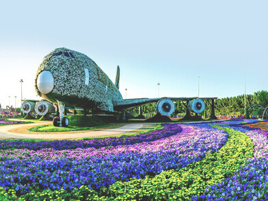 An airplane covered in flowers on display at Dubai Miracle Garden, United Arab Emirates