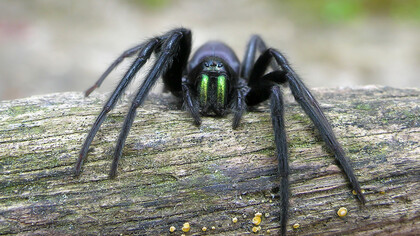 Esemplare di Segestria florentina