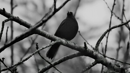 A black raven perched on a tree branch