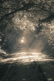 Sunlight shining in the woods on a road not taken might seem unappealing at first but there's a want to see where it leads