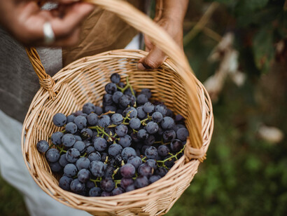 A grape harvester, surrounded by lush vines in a Tuscan vineyard, carries a basket full of the day's tasty yield