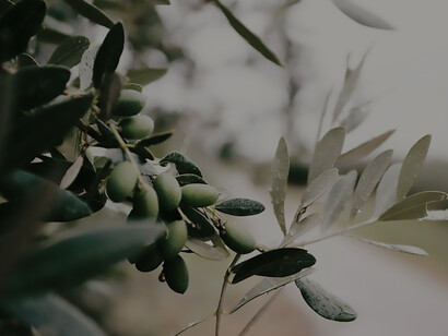 Olive tree in Croatia, Europe