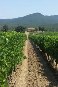 Vineyards in Bolgheri at Grattamacco