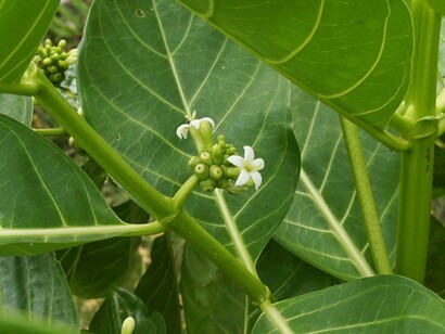The noni plant, a tropical species rich in bioactive compounds, is emerging as a promising subject in antibiotic resistance research