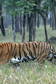 Tiger - Simlipal National Park