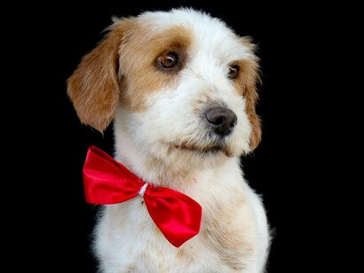 A realeza canina de David Imlay não é apenas brincadeira ou nostalgia. É uma ponte entre o afeto pelo animal, a memória do cotidiano urbano e uma estética bem trabalhada. É arte que acolhe o comum, que transforma o banal em beleza e que convida o público a ver com novos olhos