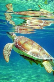 Tortuga marina disfruta de las aguas de la Riviera Maya. Fotos: Diving Blue Caribe/Luis Rokeach