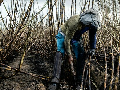 Agricultor cortando a cana de açúcar. O caso de Pernambuco é bem emblemático, o hoje estado, que já foi a capitania que deu mais lucro aos invasores, e no seu auge da produção açucareira foi o maior do segmento global, atraindo o olho gordo de outros invasores, como os holandeses por exemplo; com a chegada destes a indústria pernambucana sofreu um declínio, especialmente com a ascensão da produção na américa central , que chegou a superar o que se fazia em Pernambuco; porém o estado conseguiu se recuperar rapidamente e ainda hoje figura como um dos principais produtores do mundo, com destaque para o município de Sirinhaém