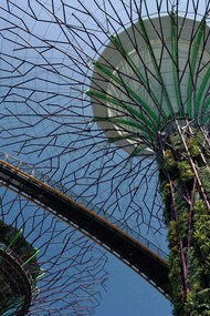 A low-angle shot of the iconic Supertrees at Gardens by the Bay, Singapore, Singapore