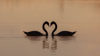 Two swans gliding on the water during the day, symbolizing love and serenity at sunrise