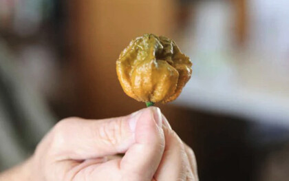 Más de 10 semillas de pimiento x raro de Fort Mill SC, el Pepper X más picante oficial del mundo