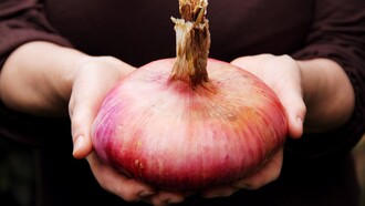 La Cipolla Rossa di Acquaviva è un’eccellenza pugliese riconosciuta per la sua dolcezza unica