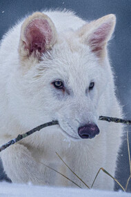 La ciencia contemporánea explora la posibilidad de revertir la extinción de especies a través de la bioingeniería. Fotografía de Colossal