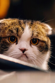 Una delle sub-personalità che abbiamo dentro di noi è quella della vittima