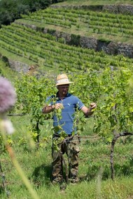 Colline terrazzate, Lamole in Chianti