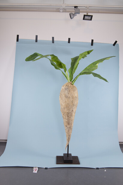 Grégoire Motte, Giant chicory root, 2022. Avec l'aimable autorisation de Centrale | Vitrine © G. Motte