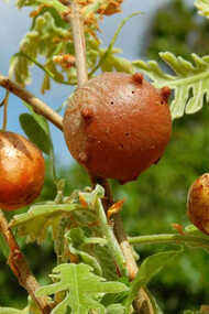 Galle di quercia, foto Matteo Anaclerio