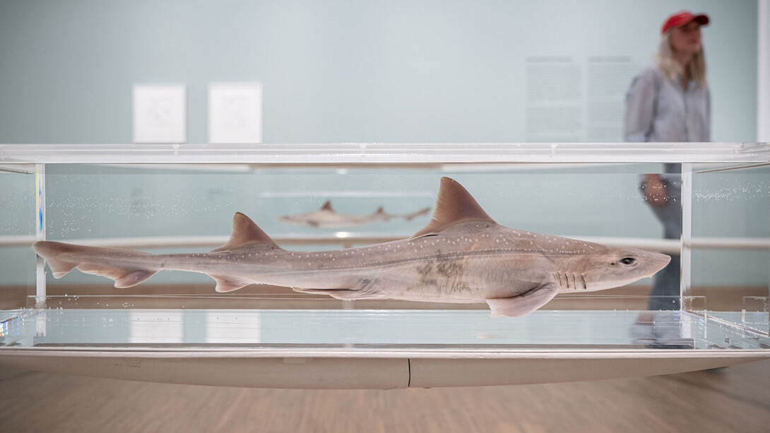 Damien Hirst, Drawings, ausstellungsansicht. Mit freundlicher genehmigung des Albertina Museums