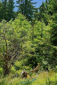 Paesaggio di una foresta illuminata dal sole del mattino