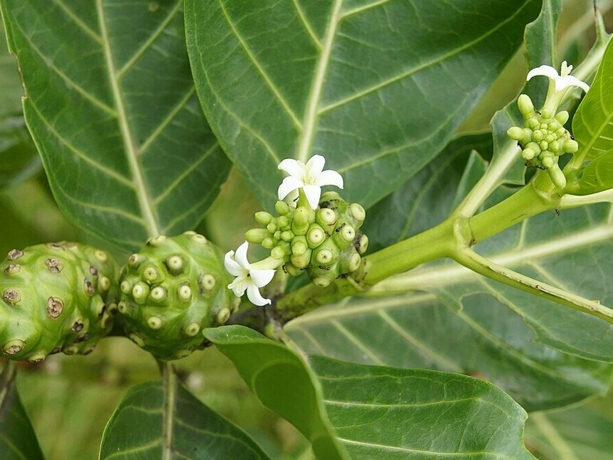 The noni plant confirms its medicinal folklore