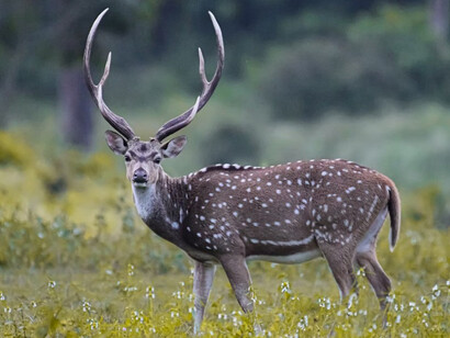 A deer with antlers standing gracefully in a field near Bandipur, Karnataka, India