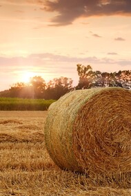 Balla di fieno su campo di grano. Proteste agricole in Europa: Le sfide del settore agroalimentare sotto la lente
