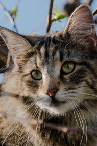 Cat watches everything with disdain and intensity