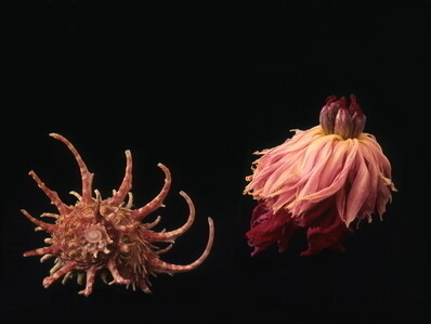 Carlo Maccà, Peonia 3  