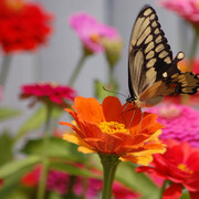 Butterfly 2014 by Jen Thomas, digital photography 11” x 14” ©Jen Thomas