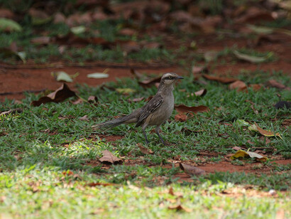 Soltar implica aceptar la incertidumbre y comprender que el cuidado también tiene un límite