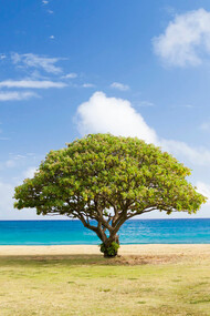 Les arbres sont un exemple parfait du fonctionnement des êtres vivants