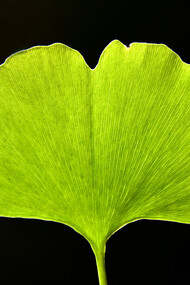 The gingko leaf