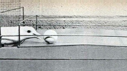 Immagine del 1950 relativa alla ricerca del Dr. B.F Skinner sulla teoria secondo cui la ricompensa è più efficace nel motivare le persone - o, in questo caso, i piccioni - a svolgere determinati compiti