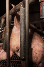 Allevamento intensivo di maiali