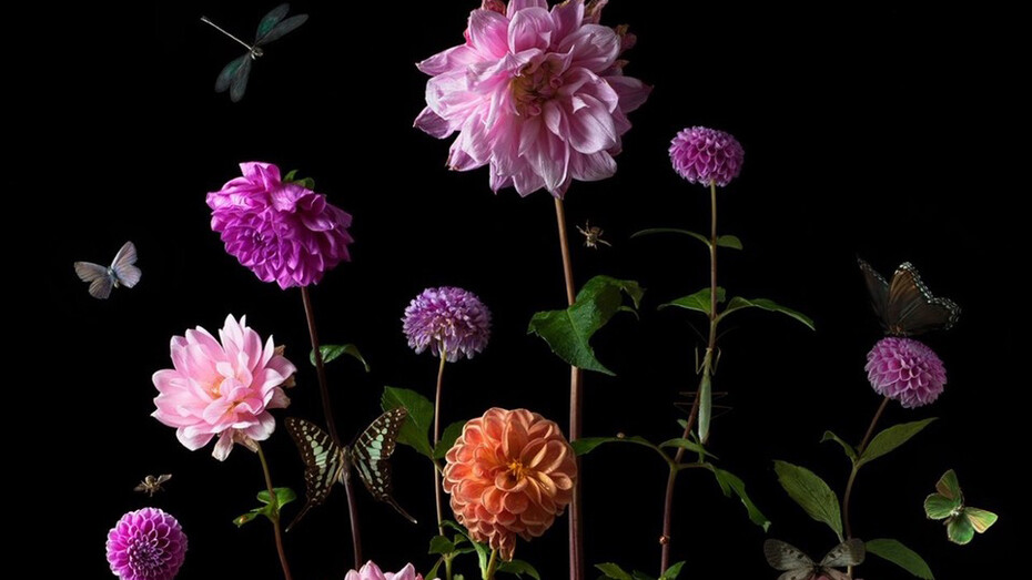 Paulette Tavormina, Dahlias (detail), 2023. Courtesy of Winston Wächter Fine Art