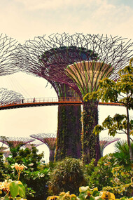 Symbol of Singapore and its efforts to promote green space, these “Supertrees” belong to a display at the 250-acre Gardens by the Bay