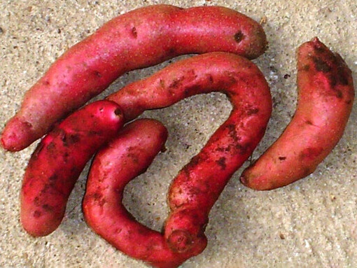 Las papas nativas destacan por su enorme diversidad genética, sus propiedades nutricionales y su adaptación a condiciones extremas, lo que las convierte en una alternativa estratégica frente al cambio climático