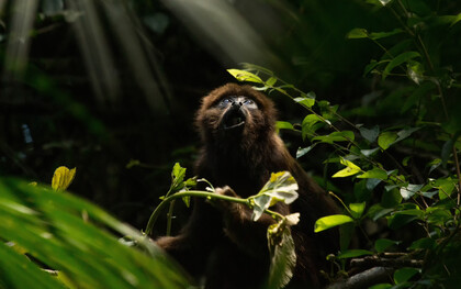 Una giovane scimmia urlatrice marrone (Alouatta guariba) che si nutre durante la sera, Parque Estadual das Fontes do Ipiranga, Parco a San Paolo, Brasile