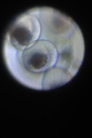 Un equipo científico británico-estadounidense ha logrado cultivar óvulos fuera del cuerpo humano hasta su última fase de desarrollo