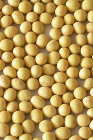 Judias esperando a ser cocinadas