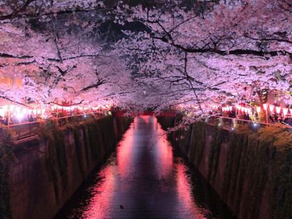 À iRasshai, la lumière éclaire chaque détail, créant une ambiance où le temps semble suspendu, tout comme l’harmonie parfaite dans ces forêts de cerisiers japonaises entre tradition et modernité du pays