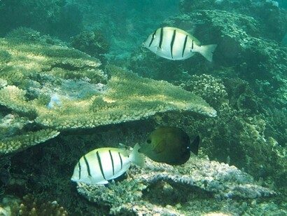 The manini fish and its fellow herbivores play a silent but crucial role in reef resilience