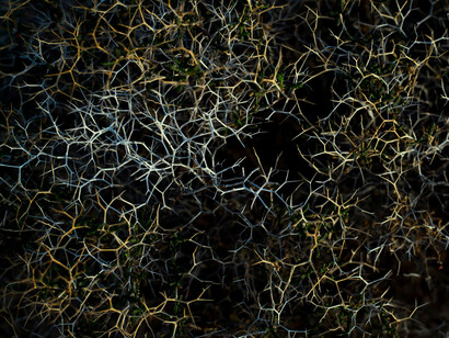 Ce qui semble dispersé forme pourtant une structure