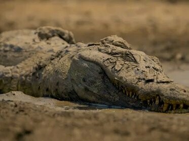 Jacaré morto em queimada. Em 2024, o mundo testemunhou novos recordes alarmantes nos níveis de gases com efeito de estufa e no aumento das temperaturas do ar e da superfície do mar, conforme monitorizado pelo Serviço de Alterações Climáticas Copernicus. Essas mudanças desencadearam eventos climáticos extremos em todo o mundo, inclusive no Brasil, destacando a necessidade urgente de as nações eliminarem gradualmente os combustíveis fósseis