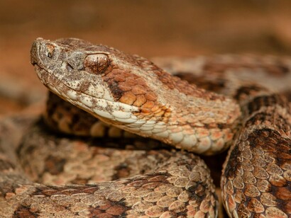 Bothrops jararaca. "Ali estava um príncipe da dinastia dos falconídeos invencíveis, preador de todos os ofídios, seguindo-os como Raca acompanhava o fugitivo e apavorado Gô [o rato]. Uma Herpethotheres cachinnans guerribundus, Bangs e Penard. Era uma Acauã"