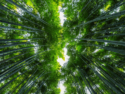 Tall bamboo stalks forming a green canopy, symbolizing renewable growth at the heart of sustainable construction