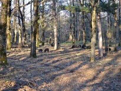Allevamento di suini Nero dei Nebrodi allo stato brado, Sicilia, Italia
