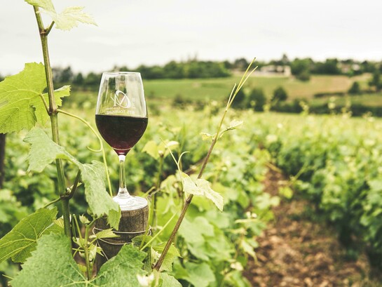 A glass, filled with ruby-red wine, stands ready for a toast amid a picturesque vineyard