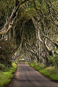 Il patrimonio arboreo pubblico